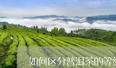 如何区分普洱茶的等级和价格/2023052953837