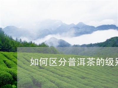 如何区分普洱茶的级别/2023120719504