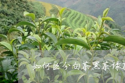 如何区分白茶黑茶绿茶/2023092889504