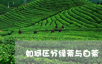 如何区分绿茶与白茶/2023071759694