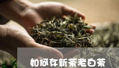 如何存新茶老白茶/2023061723026