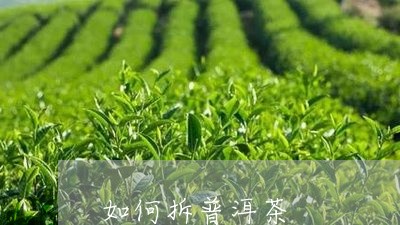 如何拆普洱茶/2023042966936