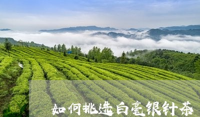 如何挑选白毫银针茶/2023120494036