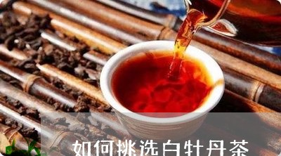 如何挑选白牡丹茶/2023090658391