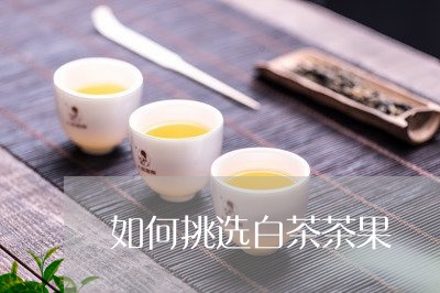 如何挑选白茶茶果/2023061784914