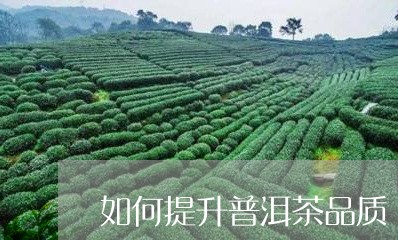 如何提升普洱茶品质/2023070842726