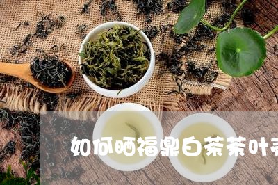 如何晒福鼎白茶茶叶壳/2023091574047