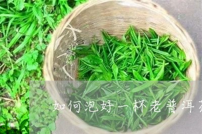 如何泡好一杯老普洱茶/2023092694160