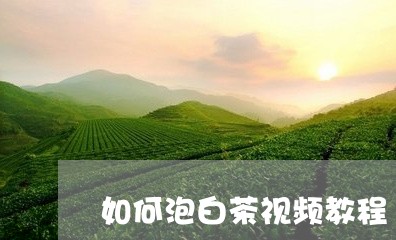 如何泡白茶视频教程/2023081459495