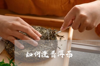 如何洗普洱茶/2023042905788