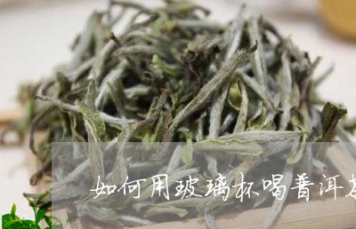 如何用玻璃杯喝普洱茶/2023092769692