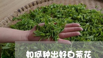 如何种出好白茶花/2023061796268