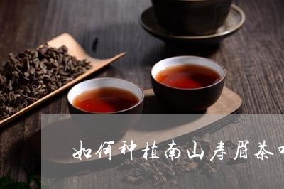 如何种植南山寿眉茶叶茶/2023101618492