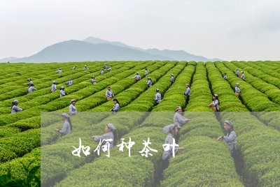 如何种茶叶/2023041844615