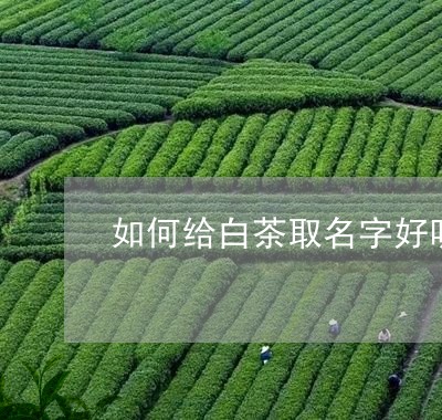 如何给白茶取名字好听点/2023101627050