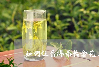 如何让普洱茶长金花芽子/2023082952705