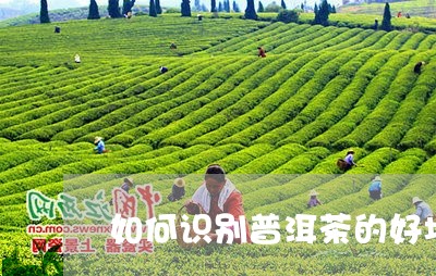 如何识别普洱茶的好坏/2023062962916