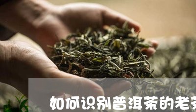 如何识别普洱茶的老茶/2023080307251