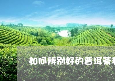 如何辨别好的普洱茶和坏的普洱茶/2023060274828