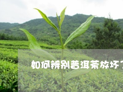 如何辨别普洱茶放坏了/2023062905107