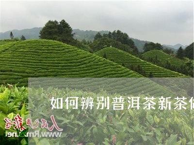 如何辨别普洱茶新茶做旧/2023103197169