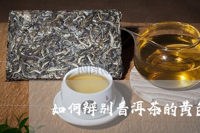 如何辨别普洱茶的黄色/2023080140493