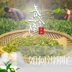 如何辨别白茶的品种/2023121872927