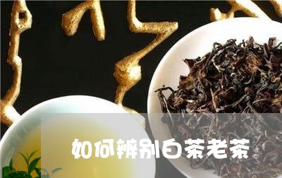 如何辨别白茶老茶/2023061798572