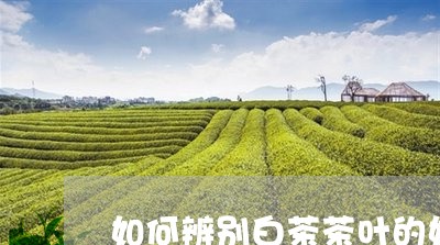 如何辨别白茶茶叶的好坏/2023101602945