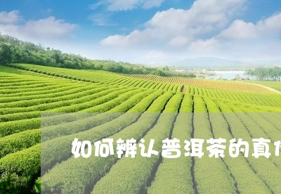 如何辨认普洱茶的真伪/2023080141303