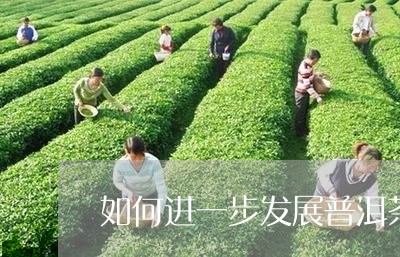 如何进一步发展普洱茶/2023061428363