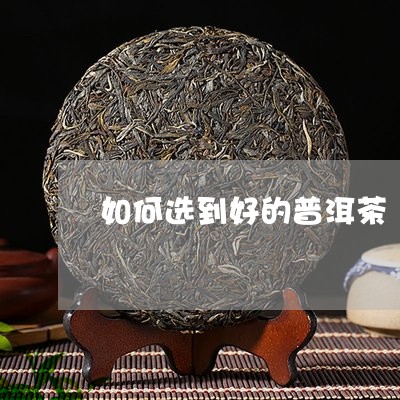 如何选到好的普洱茶/2023121634837