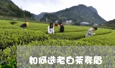 如何选老白茶寿眉/2023061716269