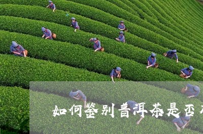 如何鉴别普洱茶是否有好坏/2023081522515