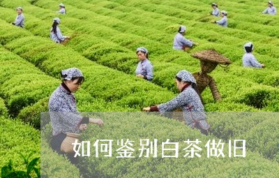 如何鉴别白茶做旧/2023061749682