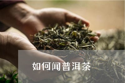 如何闻普洱茶/2023042711087