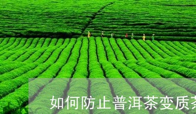 如何防止普洱茶变质茶叶/2023110571514