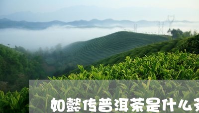 如懿传普洱茶是什么茶树/2023121612037