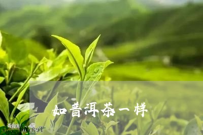 如普洱茶一样/2023090615069