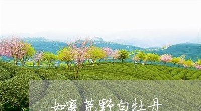 如蜜荒野白牡丹/2023112597150