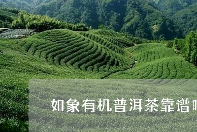 如象有机普洱茶靠谱吗/2023072493706