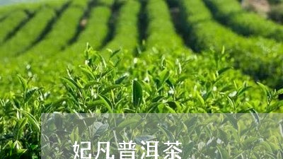 妃凡普洱茶/2023102550593