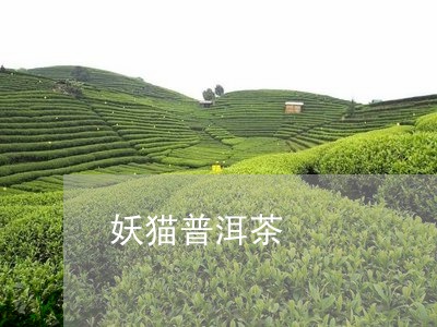 妖猫普洱茶/2023102570692