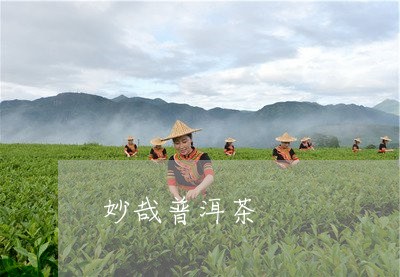 妙哉普洱茶/2023102524958