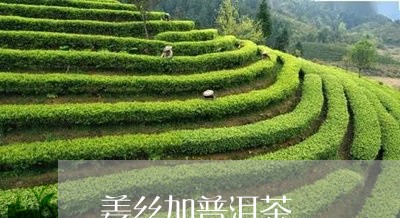 姜丝加普洱茶/2023042798576