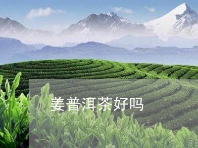 姜普洱茶好吗/2023042778347