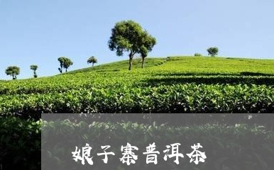 娘子寨普洱茶/2023042815939