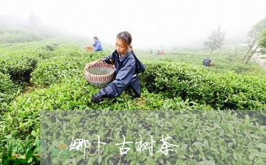 娜卜古树茶/2023041745316