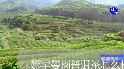 娜罕曼岗普洱茶怎么样/2023092685149