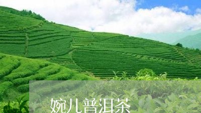 婉儿普洱茶/2023090689504